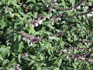 Salvia 'Waverly' - foliage detail